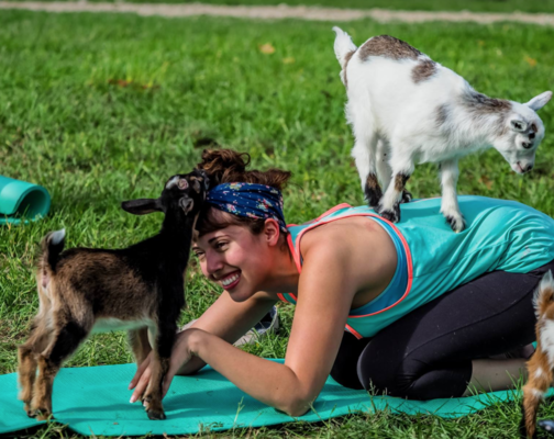  Adorable goats getting ready for some yoga!
