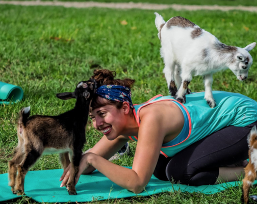 Yoga with goats craze: 4 other animals to namaste with, Health News -  AsiaOne