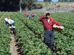 Idaho’s solution for a shortage in fieldhands is to supply farmers with the labour of the incarcerated. (The Spokesman-Review)