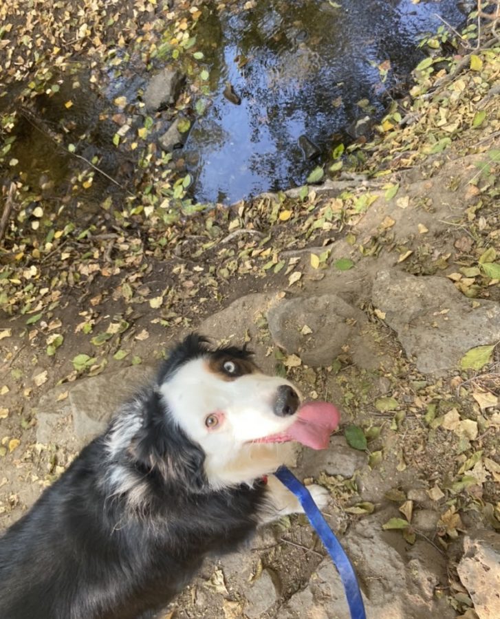 Hiking is a good way to keep active while also staying safe during the pandemic. Its also a good way to spend quality time with a family pet if you can! (Moesha Aplicano-Burnham)
