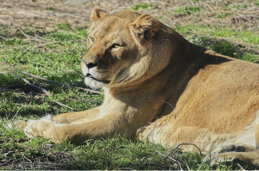 This is one of the two female lions. She is basking in the warm sun. She has been with the zoo for a long time. She is one of the three lions at the Boise Zoo. 