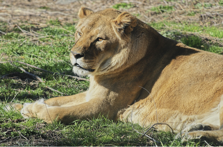 This+is+one+of+the+two+female+lions.+She+is+basking+in+the+warm+sun.+She+has+been+with+the+zoo+for+a+long+time.+She+is+one+of+the+three+lions+at+the+Boise+Zoo.+