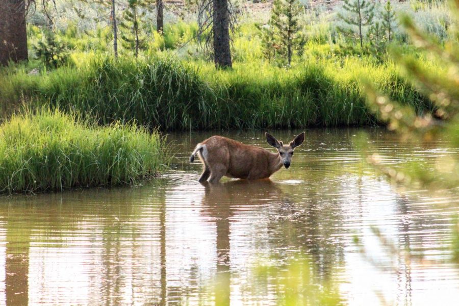 A mule deer up by Deadwood Idaho during the summer of 2021.