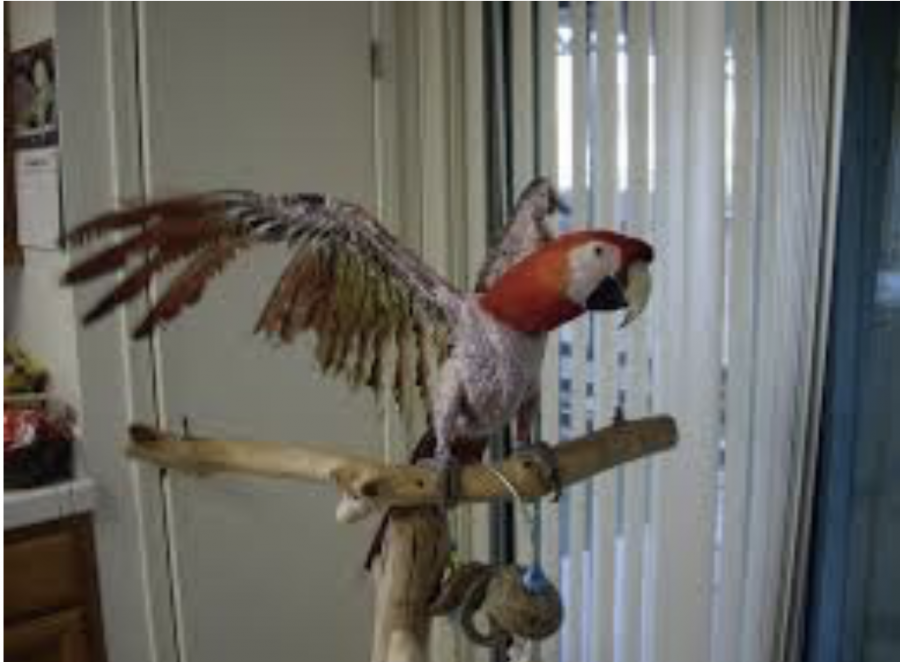 Neglected birds can pluck their own feathers out due to distress, which can lead to other more serious medical complications. (Mickaboo Companion Bird Rescue) 
