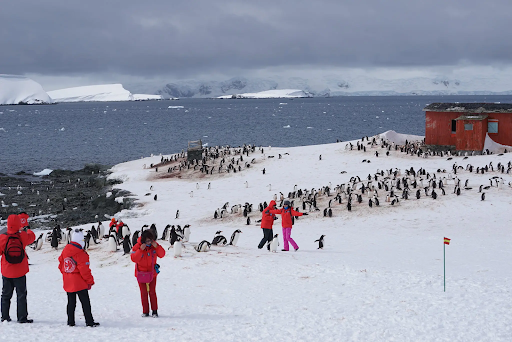 Tourists Posing for a Photo With Penguins