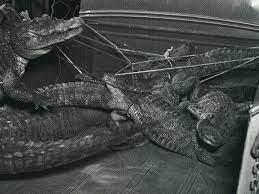 A picture of Joe Ball’s infamous alligator pit.

